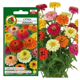 cynia-skabiozowa-mieszana-1g-nasiona-piekne-kwiaty