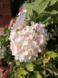 hortensja-harry-s-souvenir-sadzonka-bukiet-rabata