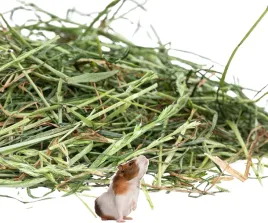 od-rolnika-dobre-swieze-siano-wegrowskie-dla-swinki-mo-domowej-pokarm-3kg