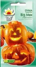 dynia-olbrzymia-big-max-halloween-nasiona-4g