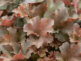 zurawka-cappuccino-brazowe-liscie-jasne-kwiaty-bylina-do-ogrodu-sadzonka-p9