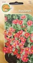 poslonek-nasiona-skalniak-skarpy-murki