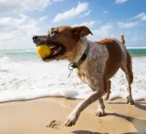 pileczka-dla-psa-waboba-fetch-stan-nowy