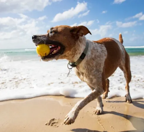 pileczka-dla-psa-waboba-fetch
