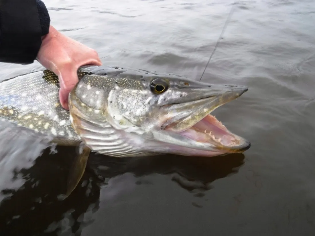 cd07-ft-wobler-rapala-countdown-7cm-8g-stan-nowy