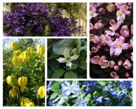 zestaw-3-szt-clematisy-w-poj-p9-c1