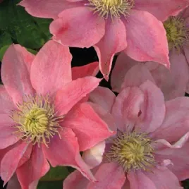 powojnik-little-mermaid-wielkokwiatowy-1l