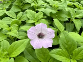 supertunia-vista-cool-jazz-jasny-roz-fiolet-kwiaty-sadzonka-p9-kwiaty-na-ba