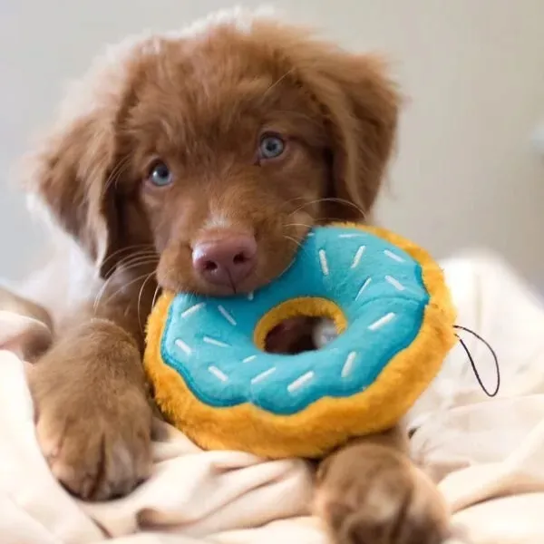 donut-jagodowy-zippypaws-stan-nowy