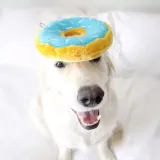 donut-jagodowy-zippypaws-produkt-wprowadzony-do-obrotu-na-terenie-ue-przed-13-12-2024-tak