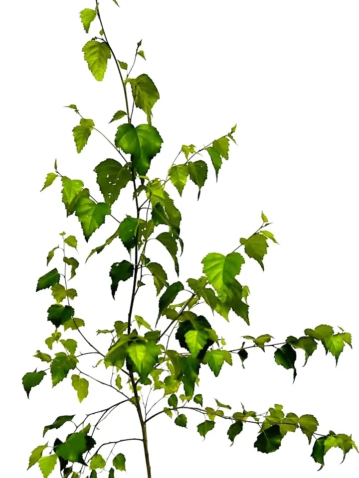 brzoza-brodawkowata-poj-c2-rodzaj-rosliny-pozostale