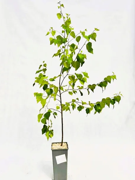 brzoza-brodawkowata-poj-c2-producent-inna