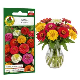 cynia-kobold-mieszana-1g-nasiona-piekne-kwiaty