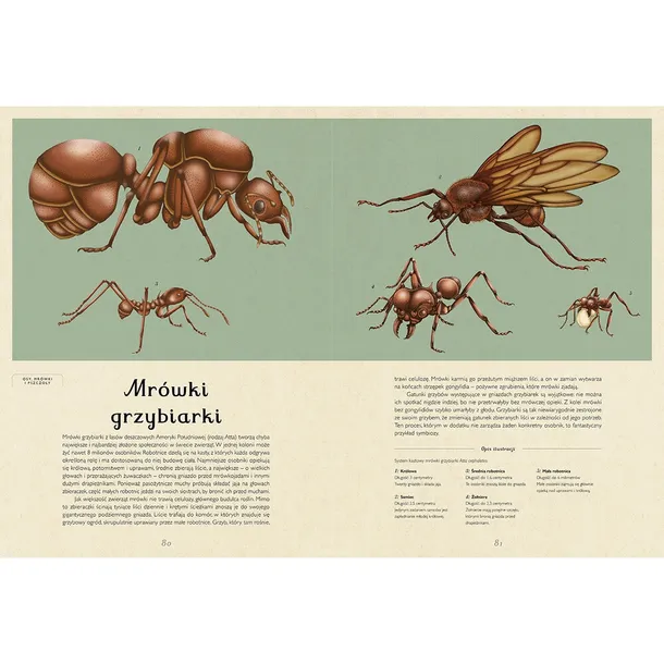 insektarium-muzeum-owadow