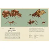 insektarium-muzeum-owadow