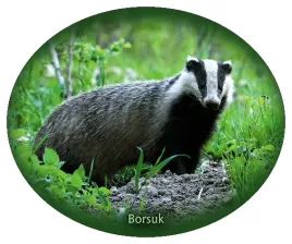 naklejka-borsuk-17