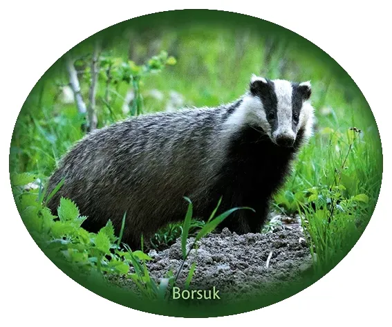 naklejka-borsuk-17