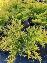 jalowiec-plozacy-limeglow-wrzosowisko-skalniak