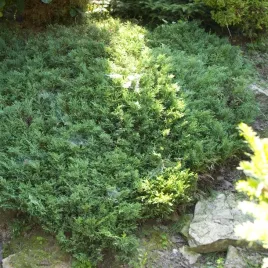 jalowiec-plozacy-prince-of-wales-sadzonki-zielony-niziutki-okrywowy