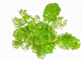limnophila-sessiliflora-roslina-do-akwarium