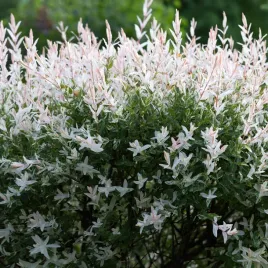 wierzba-calolistna-hakuro-nishiki-krzaczasta-na-zywoplot-2l