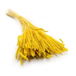 suszona-trawa-tymotka-phleum-zolta