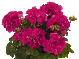 pelargonia-rabatowa-rozowa-survivor-idols-blue-sadzonka-p9-rozowe-kwiaty-na