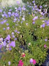 dzwonek-karpacki-niebieski-bylina-skalniak