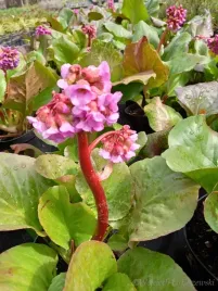 bergenia-sercowata-sadzonka-skalniak-rabata