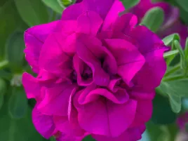 petunia-surfinia-tumbelina-savanna-rozowe-kwiaty-sadzonka-p9