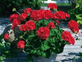 pelargoniia-czerwona-rabatowa-survivor-idols-dark-red-kwiaty-na-balkon-p9