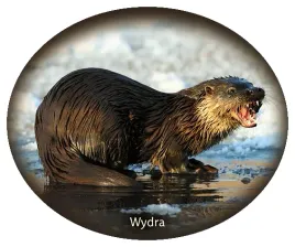 naklejka-wydra-18