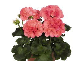 pelargonia-rabatowa-malinowa-big-eeze-watermelon-sadzonka-p9-rozowe-kwiaty