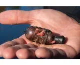preston-koszyk-carp-maggot-feeder-medium-24g-stan-nowy