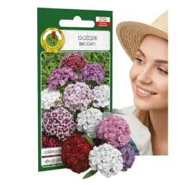 gozdzik-brodaty-mieszany-1g-gc-2-nasiona-piekne-kwiaty