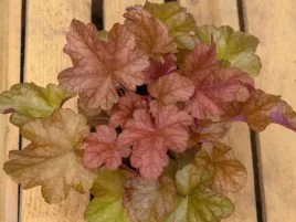 zurawka-world-caffe-americano-kolorowe-liscie-do-ogrodu-sadzonka-p9