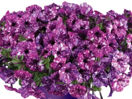 petunia-splash-dance-purple-polka-surfinia-fioletowa-sadzonka-p9