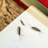 bros-pulapka-na-rybiki-stan-nowy-marka-bez-marki