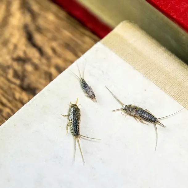 bros-pulapka-na-rybiki-kod-producenta-5906142961863-marka-bez-marki