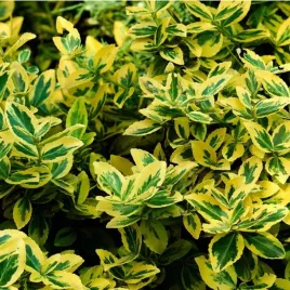 trzmielina-euonymus-fortunei-emerald-n-gold