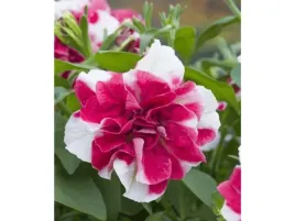petunia-bialo-rozowa-surfinia-tumbelina-compact-scarlet-ripple-sadzonka-p9