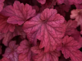 zurawka-world-caffe-shakerato-bordowe-liscie-ozdobna-bylina-sadzonka-p9