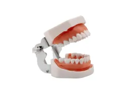 model-dentystyczny-ludzkiej-szczeki-resteq-z-wyjmowanymi-zebami-28-zebow