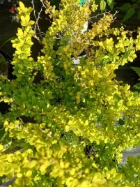 berberys-sunsation-karlowa-odmiana-na-skalniak