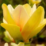 magnolia-yellow-river-2l