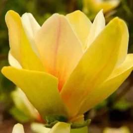 magnolia-yellow-river-2l