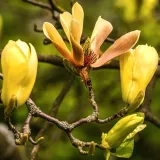 magnolia-yellow-river-2l-rodzaj-rosliny-magnolie-i-tulipanowce