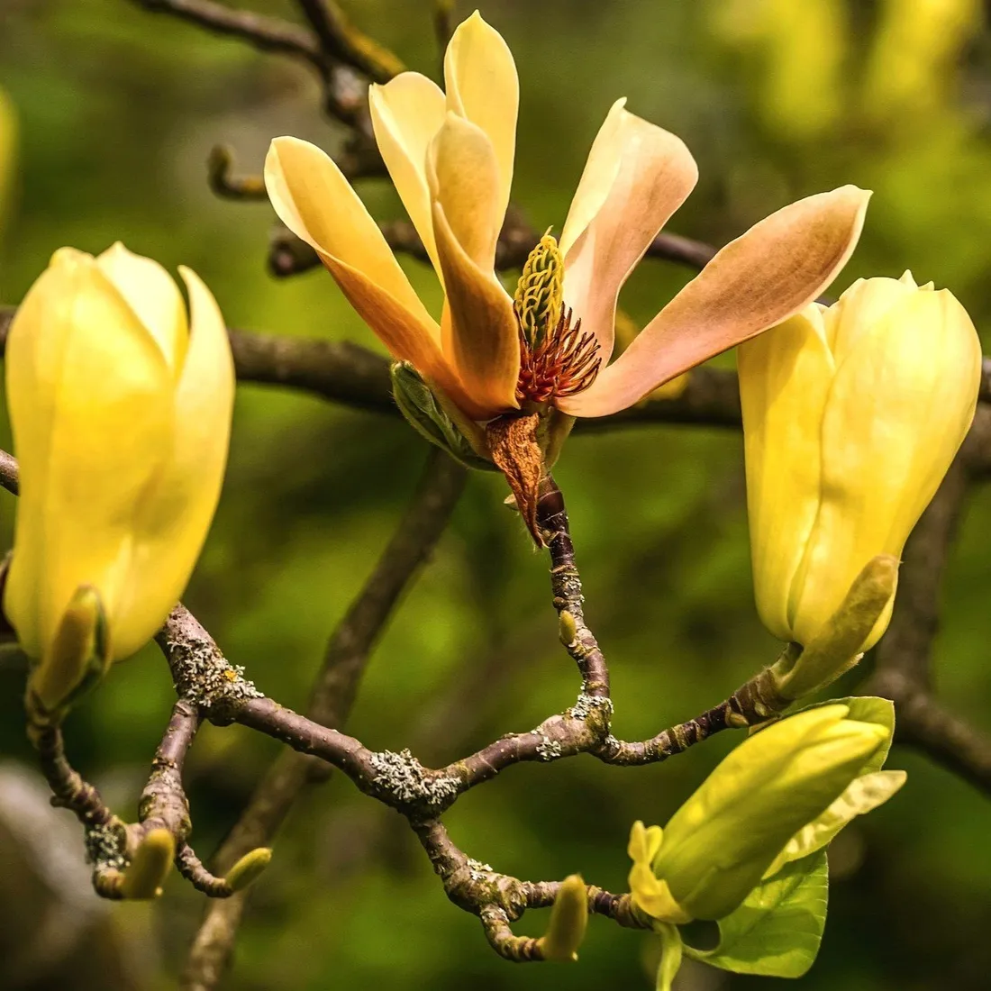 magnolia-yellow-river-2l