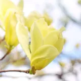 magnolia-yellow-river-2l-styl-ogrod-srodziemnomorski-ogrod-wiejski-ogrod-skalny-ogrod-nowoczesny-ogrod-japonski
