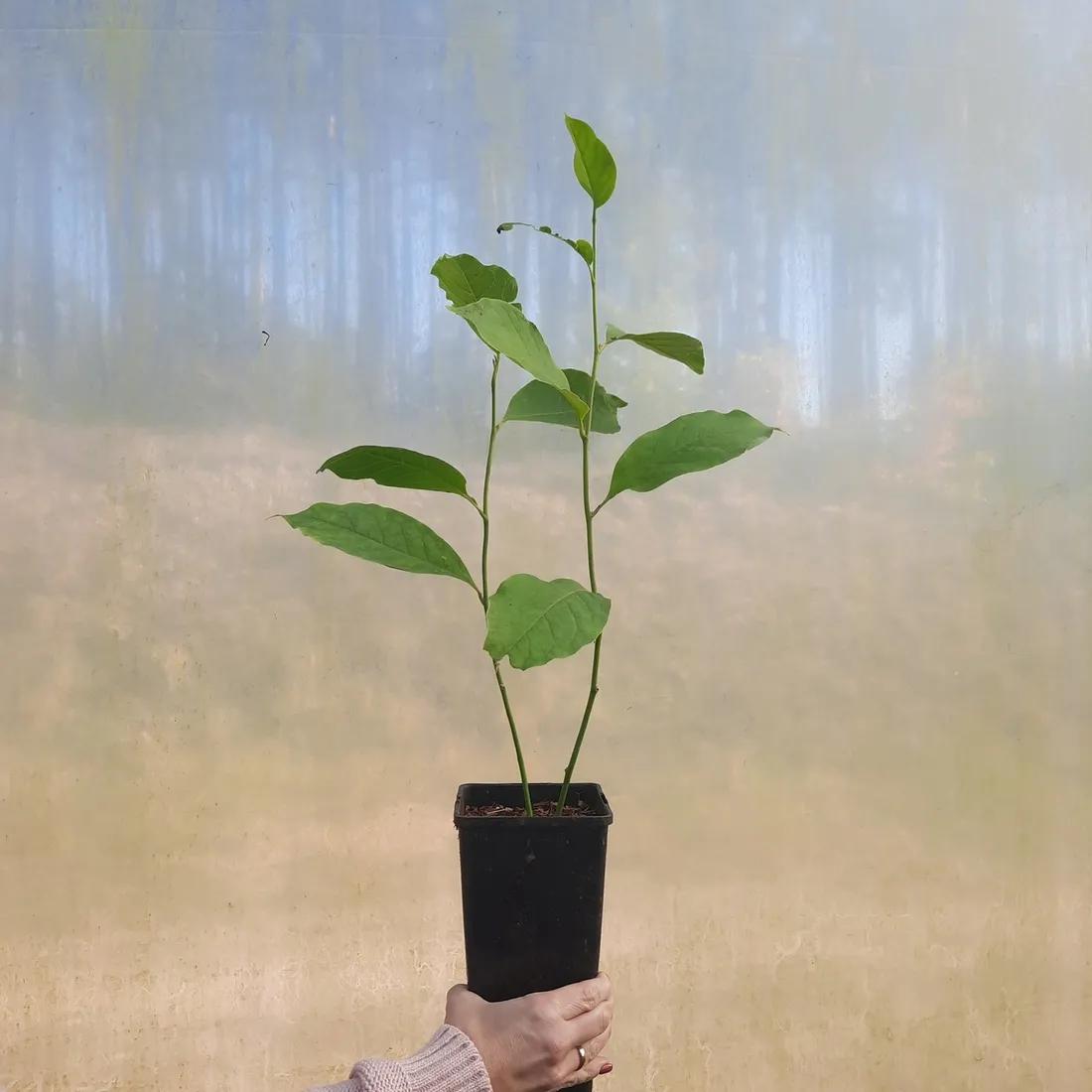 magnolia-yellow-river-2l-rodzaj-rosliny-magnolie-i-tulipanowce